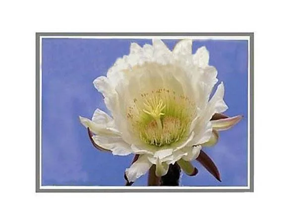 LTN170X2-L01 - Samsung 17-inch (1440 x 900) WXGA+ LCD Panel